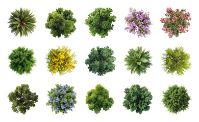 Obraz premium PNG Diverse top view foliage collection on transparent background
