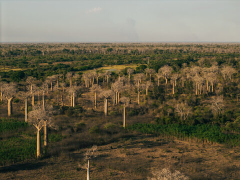 Aerial view of the iconic baobab trees scattered across the dry landscape of the region in Morondava, Menabe, Madagascar.