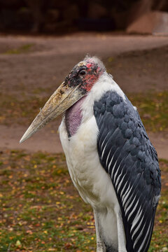 Portrait Shot of a Marabou Stork