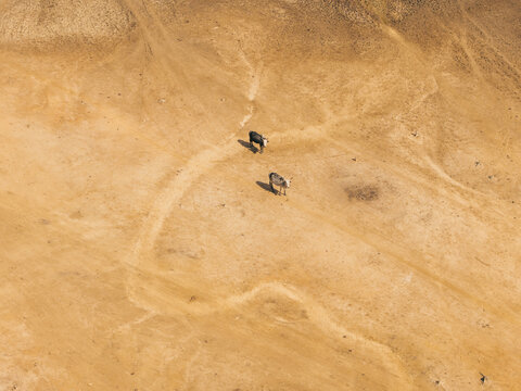 Aerial view of two cows standing in a dry, arid landscape with visible tire tracks in the sand in Morondava, Menabe, Madagascar.