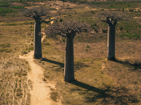 Aerial view of majestic baobab trees standing in a dry savanna landscape with a dirt path winding through the arid terrain in Morondava, Menabe, Madagascar.