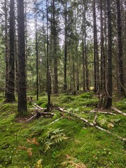 Scenic coniferous forest (Picea abies) featuring lush green moss hummocks and fallen timber under a natural canopy. © Linda