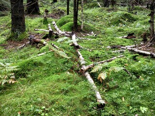 Scenic coniferous forest (Picea abies) featuring lush green moss hummocks and fallen timber under a natural canopy. © Linda