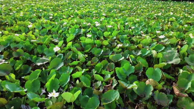 Aerial drone footage flying over a vast pond covered with white lotus flowers and green leaves.