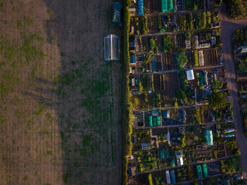 Aerial view of community allotments with individual garden plots, greenhouses, and dirt paths separated by a dense hedge from an adjacent agricultural field in Stafford, England, United Kingdom.