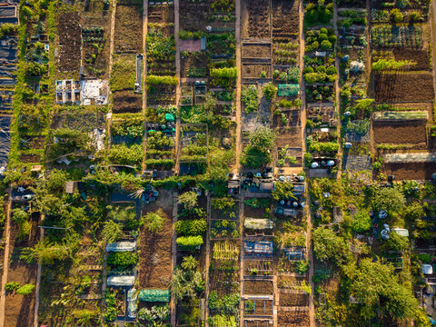 Aerial view of the allotment garden plots at Wildwood Park with organized vegetable patches, pathways, and greenhouses in Stafford, England, United Kingdom.