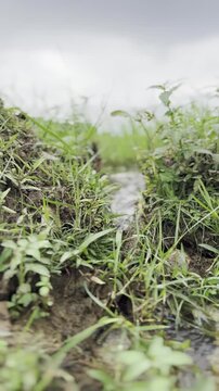 Grassy embankment erodes and collapses into a muddy stream under a cloudy sky erosion collapse landslide weathering degradation watercourse riverbank shoreline vegetation grassland overgrowth foliage