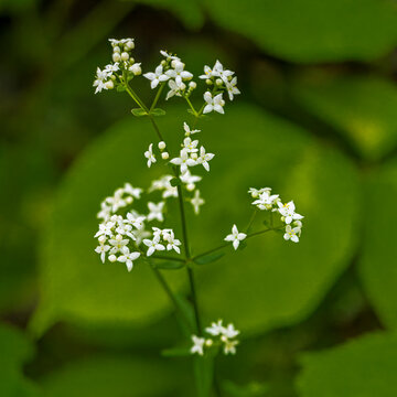 Northern Bedstraw Blooming Stalk on a Lush Green Background