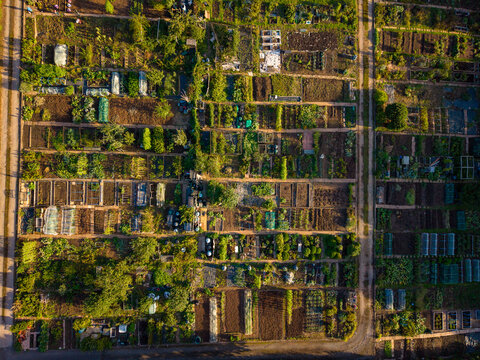 Aerial view of Wildwood Park allotments featuring organized garden plots, small greenhouses, and dirt pathways under warm sunlight in Stafford, England, United Kingdom.