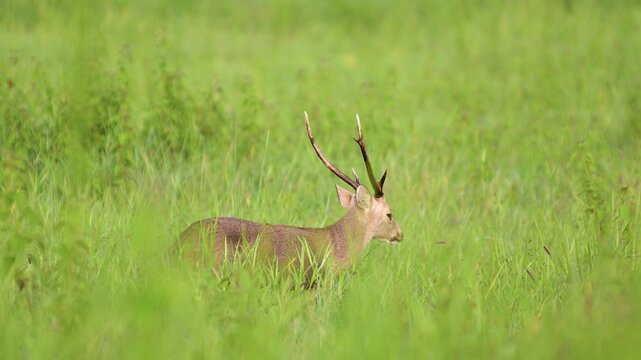male hog deer with antlers standing in a vast green grassland. Wildlife photography and nature background concept.