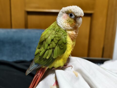 Close up of a green conure parrot resting on a white cloth with pet bird