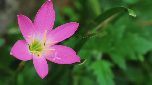 Close-up video of pink rain lily flower swaying in the wind
