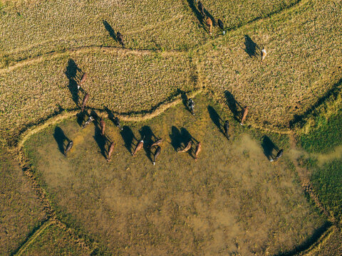 Aerial view of cattle grazing in a muddy field with long shadows cast by the late afternoon sun in Morondava, Menabe, Madagascar.