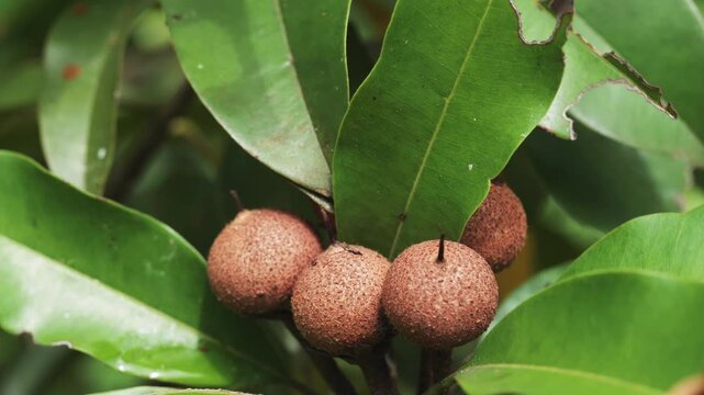 young sapodilla fruits ripening in a cluster on a branch surrounded by green leaves.