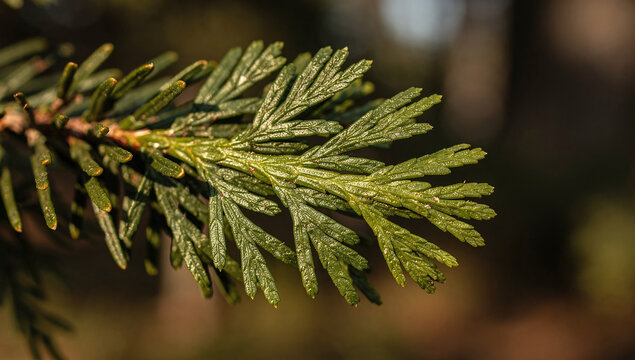 a green evergreen tree branch with scaly needles in a forest
