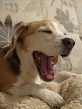 Beagle dog yawning while resting on a blanket with domestic animal