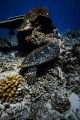 Hawksbill sea turtle resting on coral reef underneath table coral in ocean. © PIPE DIVE UNDERWATER