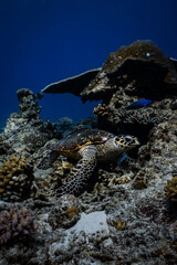 Hawksbill sea turtle resting on coral reef underneath table coral in ocean. © PIPE DIVE UNDERWATER