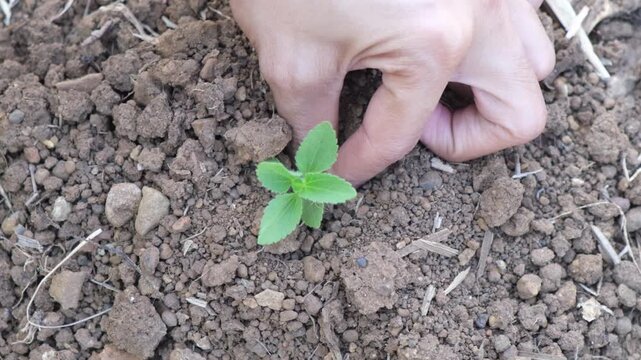 Close up of hands female gardener farmer planting seedling on a garden