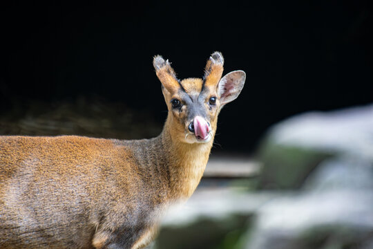Close Up Shot of a Reeves's Muntjac