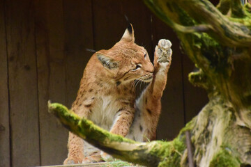 Portrait Shot of a Lynx © Giulia Velaine