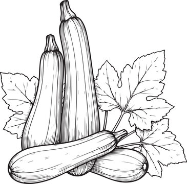 Zucchini squash harvest bunch with large leaves drawn in fine black ink style for organic grocery store or kitchen food menu theme.
