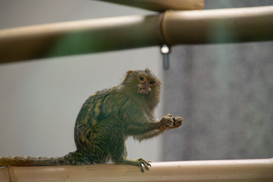 Close Up Shot of Pygmy Marmoset