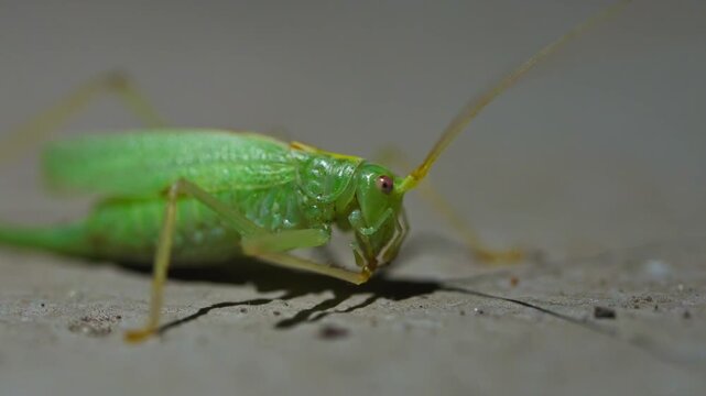 Macro shot of a green bush cricket using its foreleg to clean a long curved antenna on a grey textured surface.