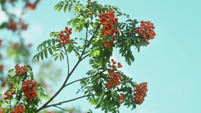 Bunches of orange rowan berries grow on a bush among the leaves