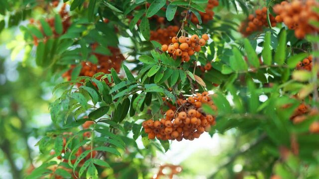 Bunches of orange rowan berries grow on a bush among the leaves