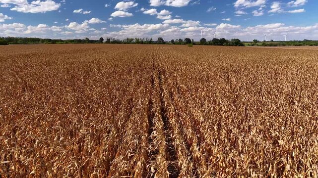 Aerial drone view over a vast golden cornfield stretching toward the horizon, showcasing ripe crops, agricultural patterns and a peaceful rural landscape beneath a bright blue sky.