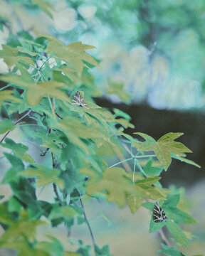 butterfly among the green leaves