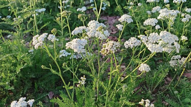 White yarrow wildflowers blooming among rocks and greenery in a summer meadow, botanical nature scene, wild herbs, rocky landscape lifestyle.