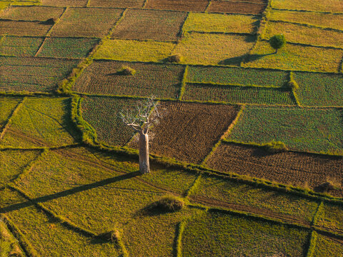 Aerial view of a solitary baobab tree standing in the middle of a patchwork of agricultural fields in Morondava, Menabe, Madagascar.