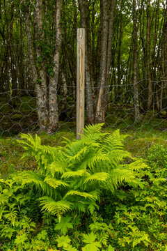 Beautiful green landscape of a hiking trail above the village. A seasonal scenery of Eidsdal village in World Heritage area of Western Norway.