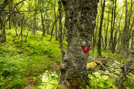 Beautiful green landscape of a hiking trail above the village. A seasonal scenery of Eidsdal village in World Heritage area of Western Norway.