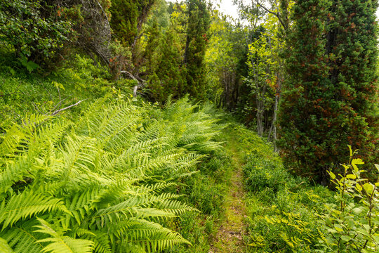 Beautiful green landscape of a hiking trail above the village. A seasonal scenery of Eidsdal village in World Heritage area of Western Norway.