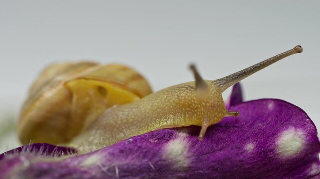 Macro view of a snail moving across purple and green plant leaves against a light background.