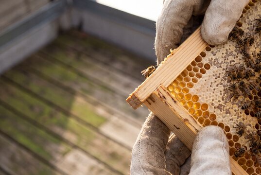 Beekeeper holding a wooden honeycomb frame covered with bees and fresh golden honey outdoors in warm sunlight