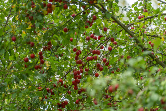 A dense cherry plum tree canopy is thickly covered with ripe red round fruit against a pale overcast sky.
