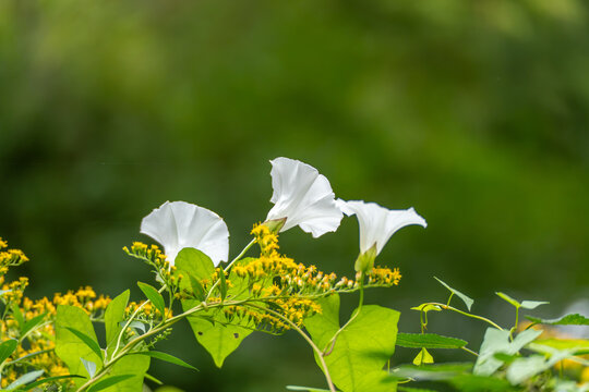 A trio of white trumpet-shaped bindweed flowers stands out against a dark blurred green backdrop with goldenrod below.