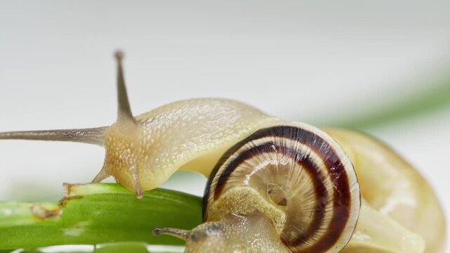 Macro video showing two snails with translucent bodies and spiral shells moving slowly across a bright green leaf against a white, high-key background.