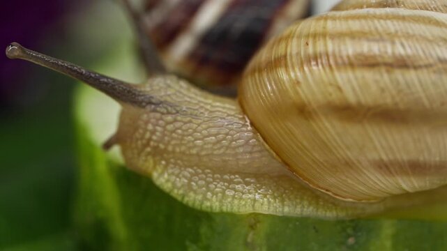 Macro shot of a snail with a striped shell crawling slowly over vibrant green foliage with a shallow depth of field.