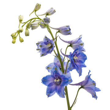 A single stem of blooming blue delphinium flowers with buds and green foliage isolated on a transparent background