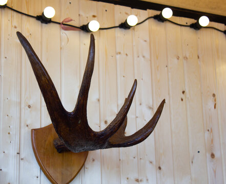Antlers mounted on the wall. A hunting trophy antlers on the wall. Moose antlers, deer antlers a decorative element.