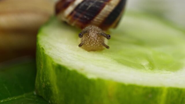 Macro shot of a small land snail with striped shell eating a fresh green cucumber slice resting on a green leaf surface.