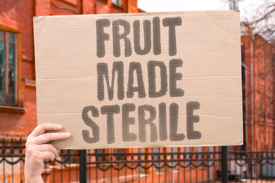 "Fruit made sterile" Commercial seedless produce breeding selects for inability to reproduce, trapping consumers in buyback loops. STERILITY. MANIPULATION. PERPETUAL. PURCHASE. CONTROL.