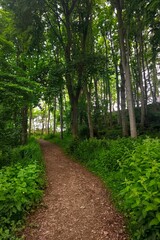 Scenic dirt trail leading through a dense green deciduous forest with tall tree trunks under a bright summer canopy. © Linda