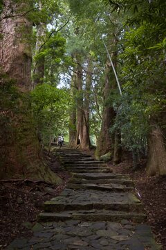 熊野古道の苔むした石畳が続く神聖な森の静寂風景  
Sacred forest tranquility along the moss‑covered stone path of the Kumano Kodo
