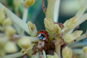 Ladybug on Avocado Flower Buds - Macro Close-up © juan